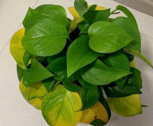 附圖：綠蘿變黃